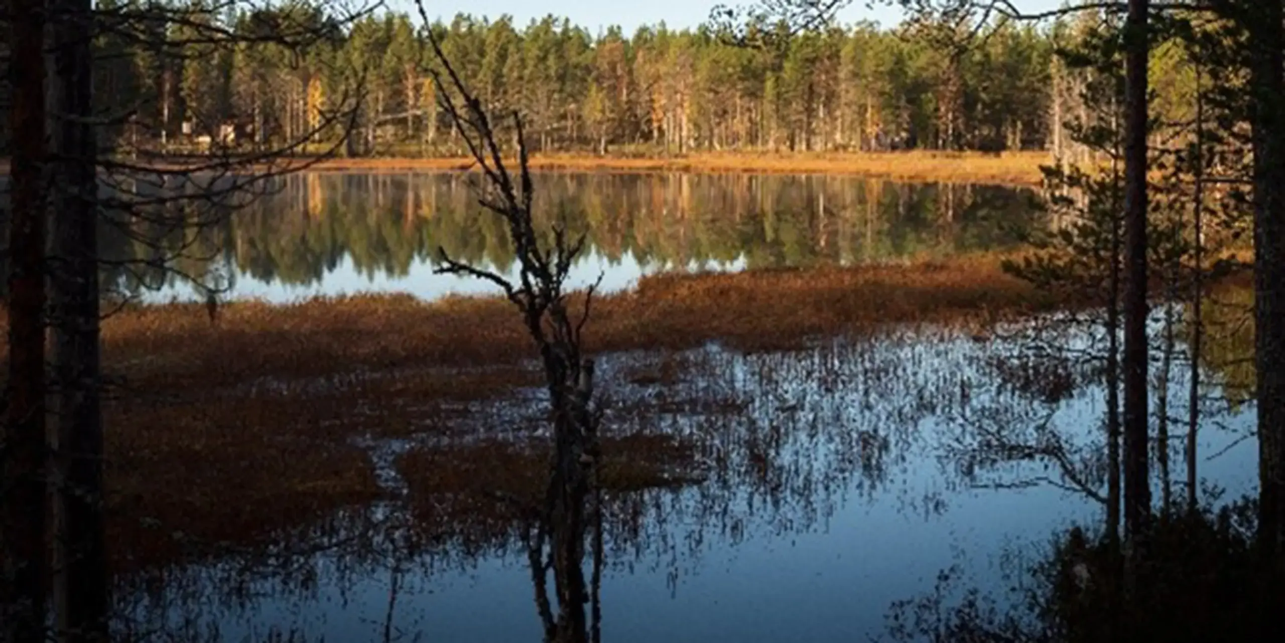 In einem ruhigen, von herbstlichen Bäumen gesäumten See spiegeln sich der Wald und der Himmel. Am Ufer wachsen hohe Gräser und Schilf, und im Vordergrund rahmen Baumstämme die Szene ein.